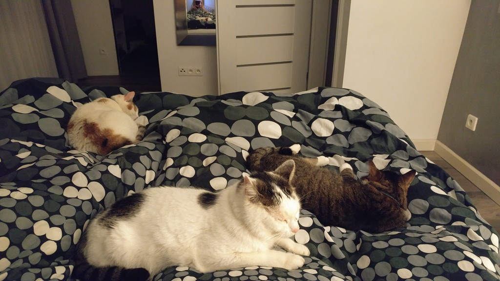 koty w łóżku
